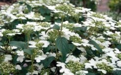 Summer Snowflake Viburnum - 3 Gallon Pot 19 Summer Snowflake Viburnum - 3 Gallon Pot -Wilson Bros Gardens Viburnum Summer Snowflake 3