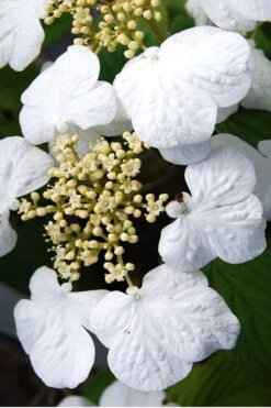 Summer Snowflake Viburnum - 3 Gallon Pot 16 Summer Snowflake Viburnum - 3 Gallon Pot -Wilson Bros Gardens Viburnum Summer Snowflake 30