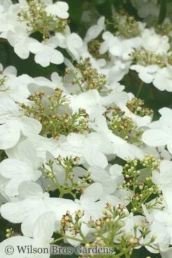 Summer Snowflake Viburnum - 3 Gallon Pot 17 Summer Snowflake Viburnum - 3 Gallon Pot -Wilson Bros Gardens Viburnum Summer Snowflake 31