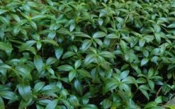 White Evergreen Periwinkle (Vinca Minor 'Alba') - 5 Pack Of Pint Pots 15 White Evergreen Periwinkle (Vinca Minor 'Alba') - 5 Pack Of Pint Pots -Wilson Bros Gardens Vinca Minor 11