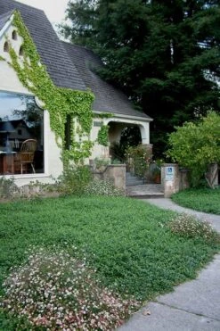 White Evergreen Periwinkle (Vinca Minor 'Alba') - 5 Pack Of Pint Pots 13 White Evergreen Periwinkle (Vinca Minor 'Alba') - 5 Pack Of Pint Pots -Wilson Bros Gardens Vinca Minor 14