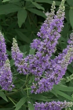 Shoal Creek Chaste Tree (Vitex) - 5 Gallon Pot 12 Shoal Creek Chaste Tree (Vitex) - 5 Gallon Pot -Wilson Bros Gardens Vitex Shoal Creek 15
