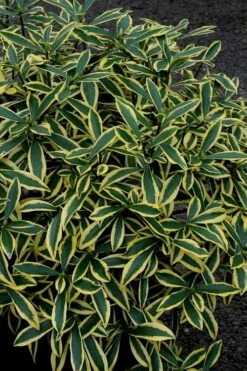 Marianni Variegated Pink Winter Daphne - 1 Gallon Pot -Wilson Bros Gardens Winter Daphne Marianni 2