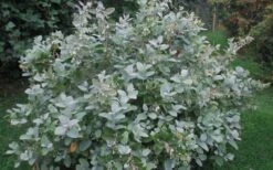 Woodlanders Blue Dusty Zenobia (Honeycup) - 1 Gallon Pot 17 Woodlanders Blue Dusty Zenobia (Honeycup) - 1 Gallon Pot -Wilson Bros Gardens Zenobia Woodlanders Blue 20