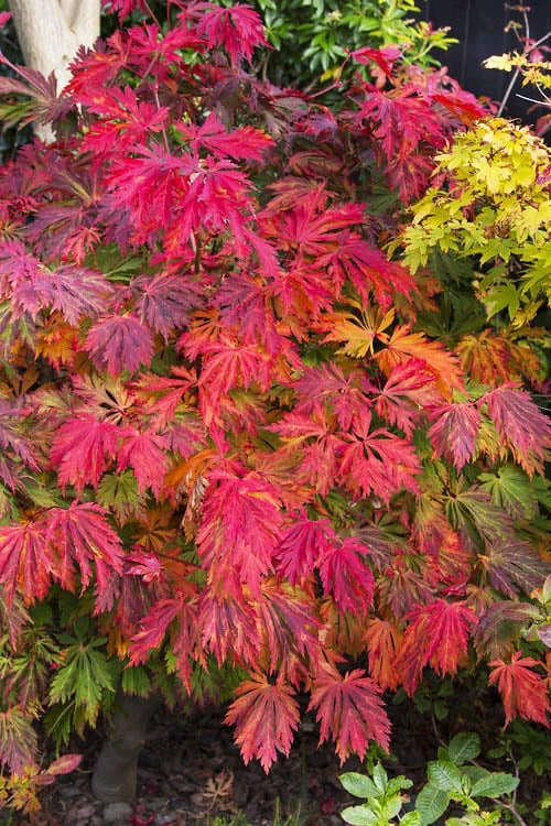 Dancing Peacock Japanese Maple (Acer Japonicum 'Aconitifolium') - 3 Gallon Pot (3-4') 3 Dancing Peacock Japanese Maple (Acer Japonicum 'Aconitifolium') - 3 Gallon Pot (3-4')