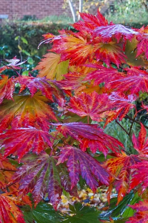 Dancing Peacock Japanese Maple (Acer Japonicum 'Aconitifolium') - 3 Gallon Pot (3-4') 10 Dancing Peacock Japanese Maple (Acer Japonicum 'Aconitifolium') - 3 Gallon Pot (3-4') - Image 8
