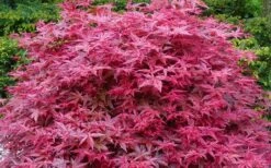 'Beni Maiko' Red Dancing Girl Japanese Maple - 5 Gallon Pot 11 'Beni Maiko' Red Dancing Girl Japanese Maple - 5 Gallon Pot -Wilson Bros Gardens acer palmatum beni maiko japanese maple 2