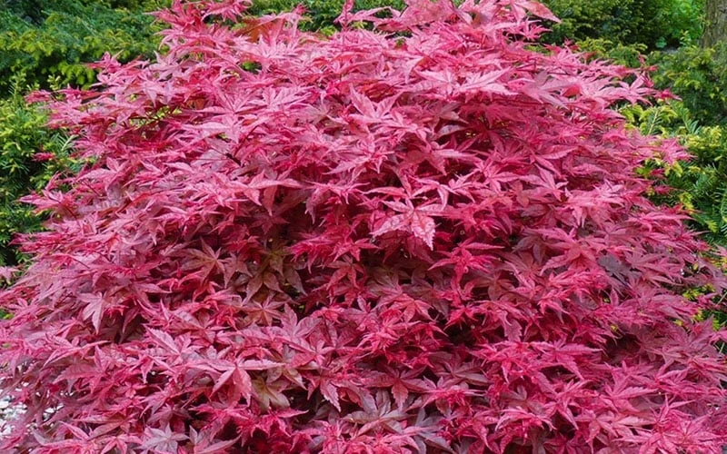 'Beni Maiko' Red Dancing Girl Japanese Maple - 5 Gallon Pot 7 'Beni Maiko' Red Dancing Girl Japanese Maple - 5 Gallon Pot - Image 5
