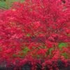 'Beni Maiko' Red Dancing Girl Japanese Maple - 5 Gallon Pot 2 'Beni Maiko' Red Dancing Girl Japanese Maple - 5 Gallon Pot -Wilson Bros Gardens acer palmatum beni maiko japanese maple 4