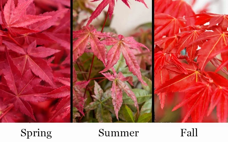 'Beni Maiko' Red Dancing Girl Japanese Maple - 5 Gallon Pot 6 'Beni Maiko' Red Dancing Girl Japanese Maple - 5 Gallon Pot - Image 4