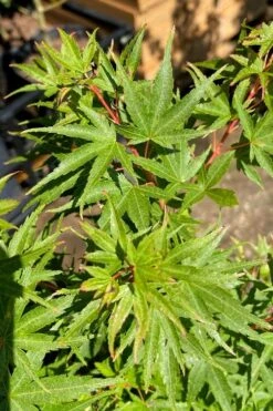 Corvallis Broom Dwarf Coral Bark Japanese Maple - 3 Gallon Pot 16 Corvallis Broom Dwarf Coral Bark Japanese Maple - 3 Gallon Pot -Wilson Bros Gardens acer palmatum corvallis broom dwarf coral bark japanese maple 3