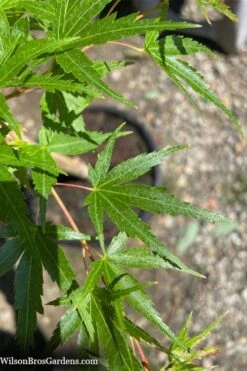 Corvallis Broom Dwarf Coral Bark Japanese Maple - 3 Gallon Pot 19 Corvallis Broom Dwarf Coral Bark Japanese Maple - 3 Gallon Pot -Wilson Bros Gardens acer palmatum corvallis broom dwarf coral bark japanese maple 5