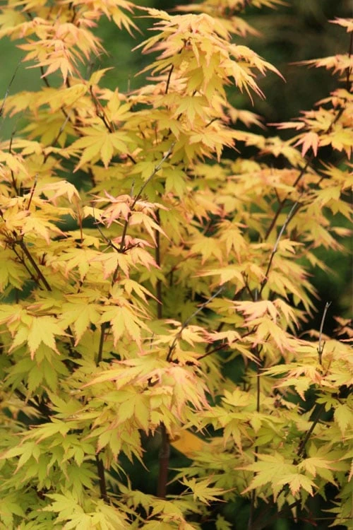 Spring Orange Japanese Maple (Acer Palmatum 'Daidai Haru) - 3 Gallon Pot 7 Spring Orange Japanese Maple (Acer Palmatum 'Daidai Haru) - 3 Gallon Pot - Image 5