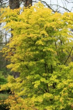 Spring Orange Japanese Maple (Acer Palmatum 'Daidai Haru) - 3 Gallon Pot 15 Spring Orange Japanese Maple (Acer Palmatum 'Daidai Haru) - 3 Gallon Pot -Wilson Bros Gardens acer palmatum daidai haru spring orange japanese maple 7