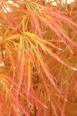 Edgewood's Golden Japanese Maple - 3 Gallon Pot -Wilson Bros Gardens acer palmatum edgewoods golden 1