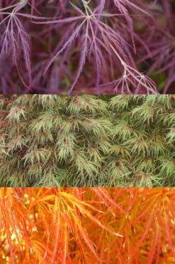 Edgewood's Golden Japanese Maple - 3 Gallon Pot -Wilson Bros Gardens acer palmatum edgewoods golden 4