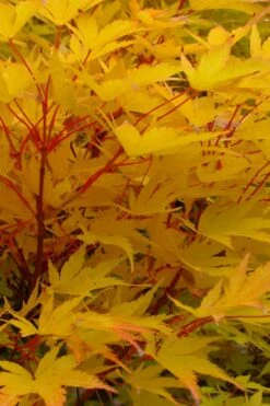 Corvallis Broom Dwarf Coral Bark Japanese Maple - 3 Gallon Pot 17 Corvallis Broom Dwarf Coral Bark Japanese Maple - 3 Gallon Pot -Wilson Bros Gardens acer palmatum fhellheim dwarf coral bark japanese maple 6