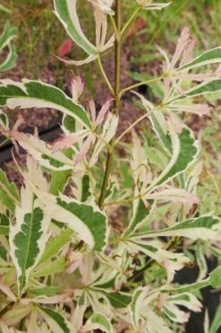 Hana Tsukasa Japanese Maple - 3 Gallon Pot (4-5') -Wilson Bros Gardens acer palmatum hana tsukasa japanese maple 3