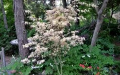 Hana Tsukasa Japanese Maple - 3 Gallon Pot (4-5') -Wilson Bros Gardens acer palmatum hana tsukasa japanese maple 7