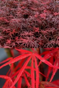 Hubb's Red Willow Japanese Maple - 3 Gallon Pot -Wilson Bros Gardens acer palmatum hubbs red willow japanese maple 1