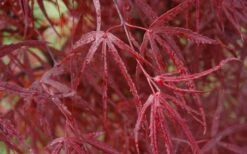 Hubb's Red Willow Japanese Maple - 3 Gallon Pot -Wilson Bros Gardens acer palmatum hubbs red willow japanese maple 3