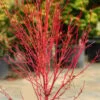 Little Sango' Dwarf Coral Bark Japanese Maple - 5 Gallon Pot -Wilson Bros Gardens acer palmatum little sango dwarf coral bark japanese maple 5
