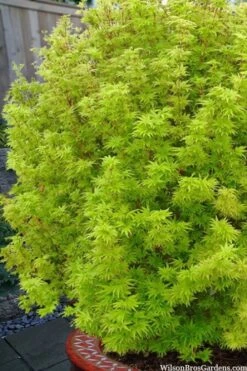 Little Sango' Dwarf Coral Bark Japanese Maple - 5 Gallon Pot -Wilson Bros Gardens acer palmatum little sango dwarf coral bark maple 1