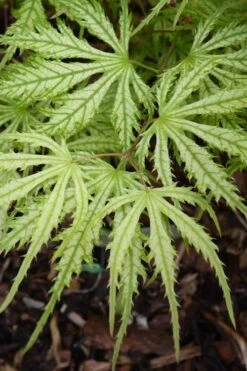 Sister Ghost Japanese Maple - 3 Gallon Pot (4-5') -Wilson Bros Gardens acer palmatum sister ghost japanese maple 14