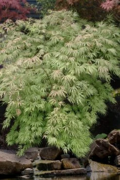 Sister Ghost Japanese Maple - 3 Gallon Pot (4-5') -Wilson Bros Gardens acer palmatum sister ghost japanese maple 8