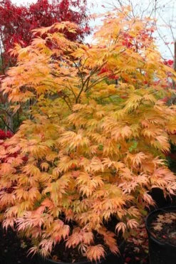 Sister Ghost Japanese Maple - 3 Gallon Pot (4-5') -Wilson Bros Gardens acer palmatum sister ghost japanese maple 9