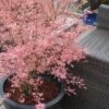 Taylor Pink Japanese Maple - 3 Gallon Pot 1 Taylor Pink Japanese Maple - 3 Gallon Pot -Wilson Bros Gardens acer palmatum taylors pink japanese maple 5
