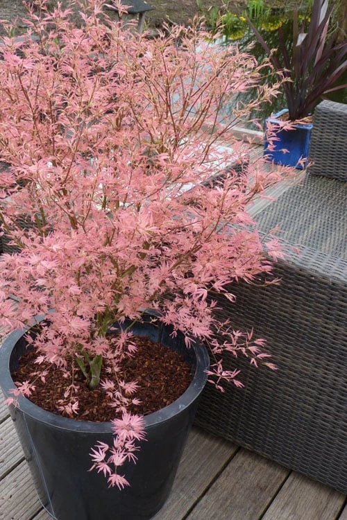 Taylor Pink Japanese Maple - 3 Gallon Pot 3 Taylor Pink Japanese Maple - 3 Gallon Pot