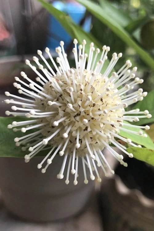 Adina Rubella Buttonbush - 3 Gallon Pot 3 Adina Rubella Buttonbush - 3 Gallon Pot