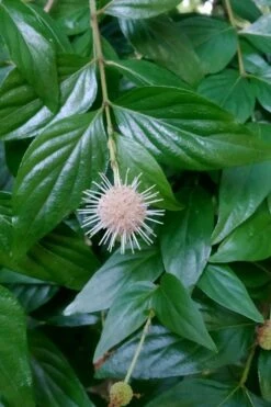 Adina Rubella Buttonbush - 3 Gallon Pot 13 Adina Rubella Buttonbush - 3 Gallon Pot -Wilson Bros Gardens adina rubella chinese buttonbush 2