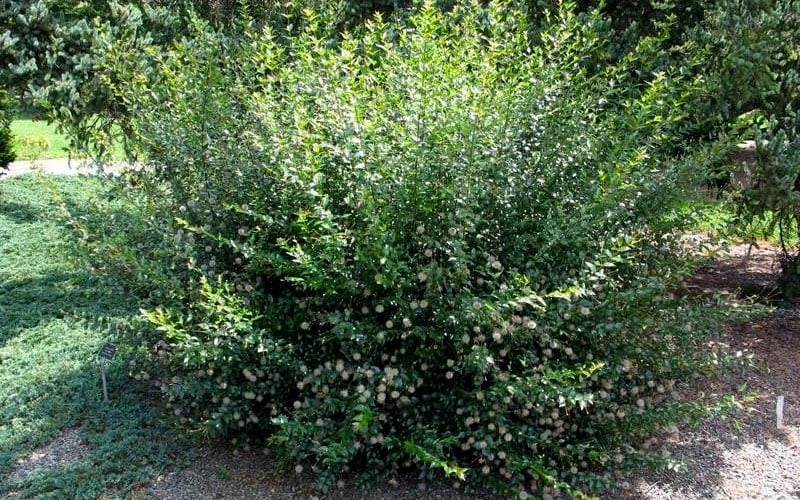 Adina Rubella Buttonbush - 3 Gallon Pot 7 Adina Rubella Buttonbush - 3 Gallon Pot - Image 5