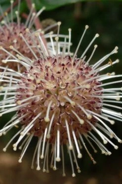 Adina Rubella Buttonbush - 3 Gallon Pot 10 Adina Rubella Buttonbush - 3 Gallon Pot -Wilson Bros Gardens adina rubella chinese buttonbush 4