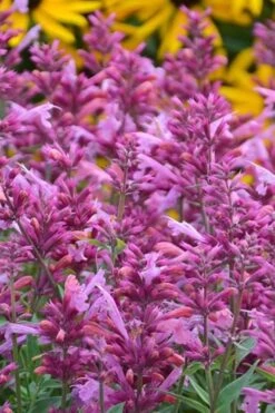 Rosie Posie Agastache (Hummingbird Mint) - 1 Gallon Pot -Wilson Bros Gardens agastache rosie posie hummingbird mint 3