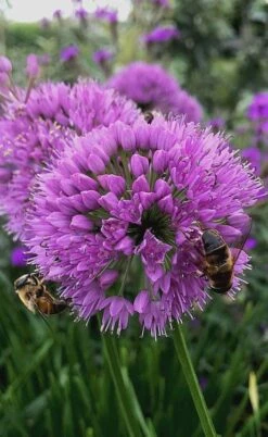 Millenium Allium (Ornamental Onion) - 6 Pack Of 1 Gallon Pots 19 Millenium Allium (Ornamental Onion) - 6 Pack Of 1 Gallon Pots -Wilson Bros Gardens allium millenium 10