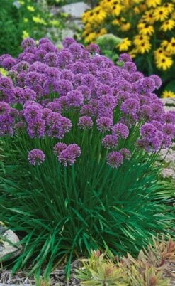 Millenium Allium (Ornamental Onion) - 6 Pack Of 1 Gallon Pots 18 Millenium Allium (Ornamental Onion) - 6 Pack Of 1 Gallon Pots -Wilson Bros Gardens allium millenium 3
