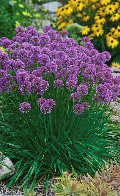 Millenium Allium (Ornamental Onion) - 6 Pack Of 1 Gallon Pots 9 Millenium Allium (Ornamental Onion) - 6 Pack Of 1 Gallon Pots - Image 7
