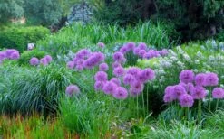 Millenium Allium (Ornamental Onion) - 6 Pack Of 1 Gallon Pots 16 Millenium Allium (Ornamental Onion) - 6 Pack Of 1 Gallon Pots -Wilson Bros Gardens allium millenium 4