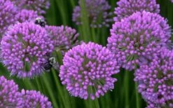Millenium Allium (Ornamental Onion) - 6 Pack Of 1 Gallon Pots 17 Millenium Allium (Ornamental Onion) - 6 Pack Of 1 Gallon Pots -Wilson Bros Gardens allium millenium 5