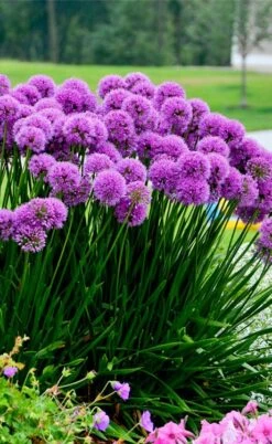 Millenium Allium (Ornamental Onion) - 6 Pack Of 1 Gallon Pots 21 Millenium Allium (Ornamental Onion) - 6 Pack Of 1 Gallon Pots -Wilson Bros Gardens allium millenium 6