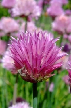 Chives Plant (Allium Schoenoprasum) - 5 Pack Of Quart Pots -Wilson Bros Gardens allium schoenprasum chives 2