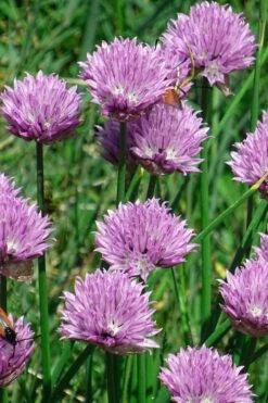 Chives Plant (Allium Schoenoprasum) - 5 Pack Of Quart Pots -Wilson Bros Gardens allium schoenprasum chives 3