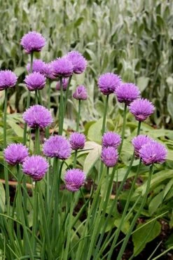 Chives Plant (Allium Schoenoprasum) - 5 Pack Of Quart Pots -Wilson Bros Gardens allium schoenprasum chives 4