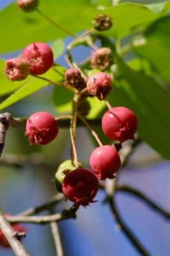 Downy Serviceberry Tree (Amelanchier Arborea) - 3 Gallon Pot 16 Downy Serviceberry Tree (Amelanchier Arborea) - 3 Gallon Pot -Wilson Bros Gardens amelanchier arborea downy serviceberry berries 1