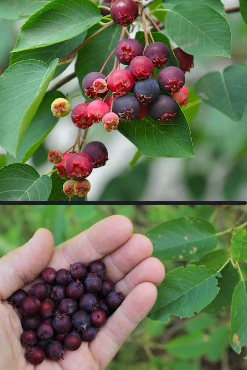 Downy Serviceberry Tree (Amelanchier Arborea) - 3 Gallon Pot 8 Downy Serviceberry Tree (Amelanchier Arborea) - 3 Gallon Pot - Image 6