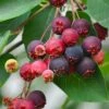 Downy Serviceberry Tree (Amelanchier Arborea) - 3 Gallon Pot -Wilson Bros Gardens amelanchier arborea downy serviceberry berries 4