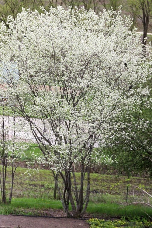 Downy Serviceberry Tree (Amelanchier Arborea) - 3 Gallon Pot 13 Downy Serviceberry Tree (Amelanchier Arborea) - 3 Gallon Pot - Image 11